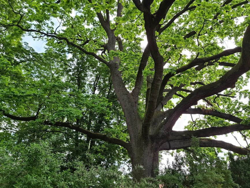 A large deciduous tree with a thick, textured trunk and broad, spreading branches covered in vibrant green leaves. The tree is situated outdoors, with the canopy extending high into the sky and sunlig